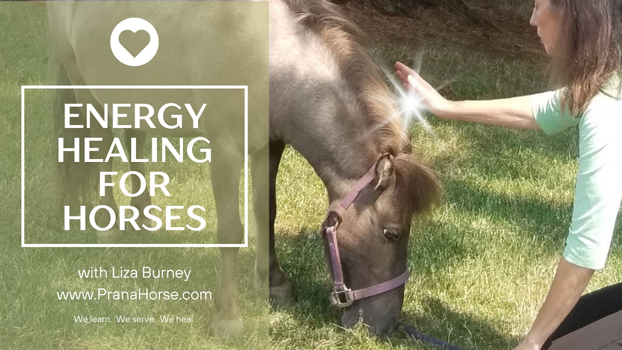 Energy Healing for Horses - Online