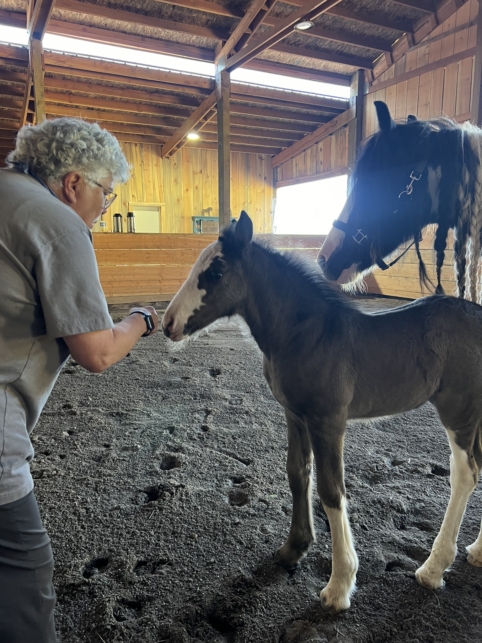 "Horse Speak & Being Herd" Clinic in Sisters, OR