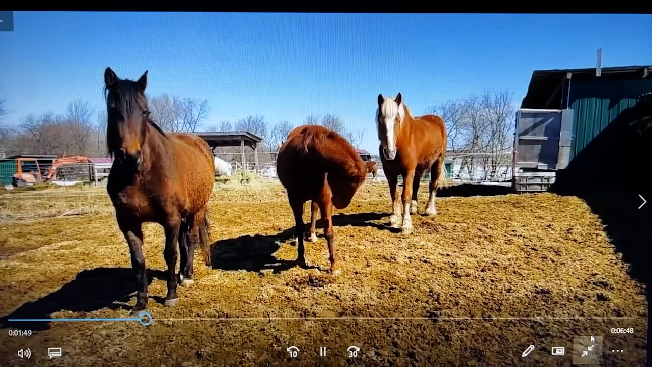 Horse Speak & "Being Herd" Clinic in Oregon City, OR