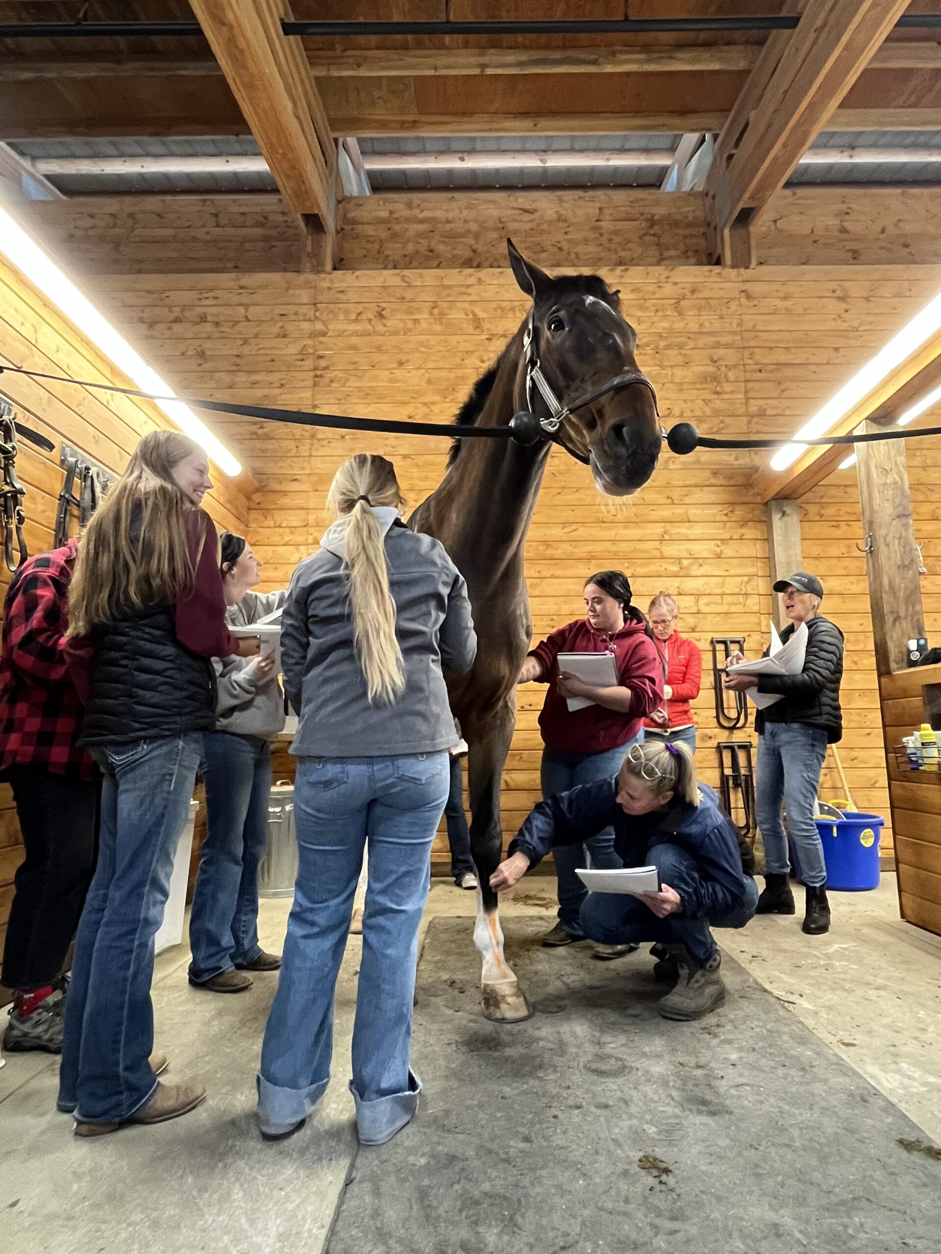 Equine Natural Movement School - Module 1: In-Person Training