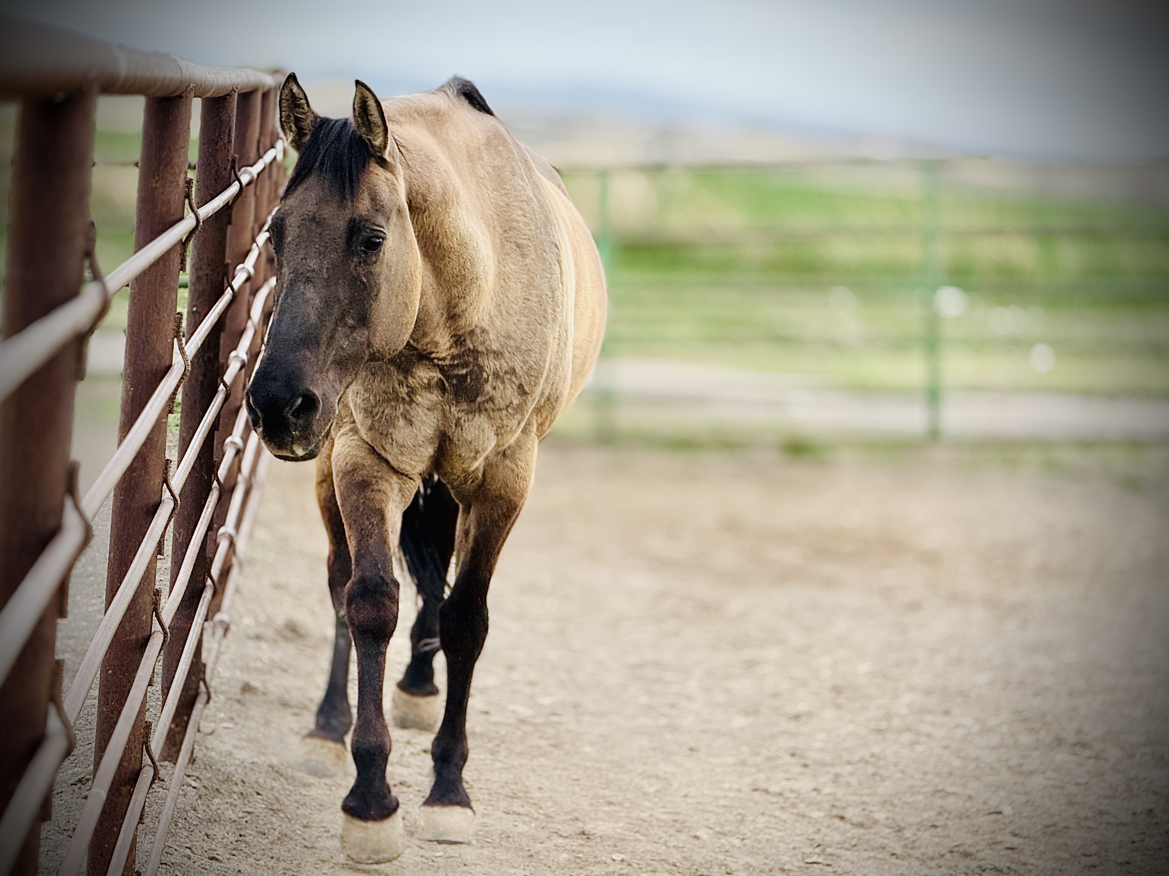 Mathisen Equine Transport LLC - Image 16