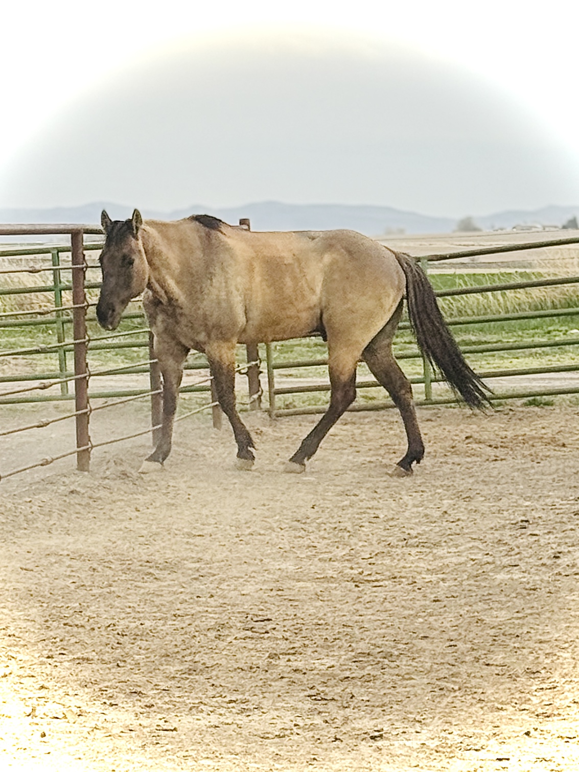 Mathisen Equine Transport LLC - Image 17