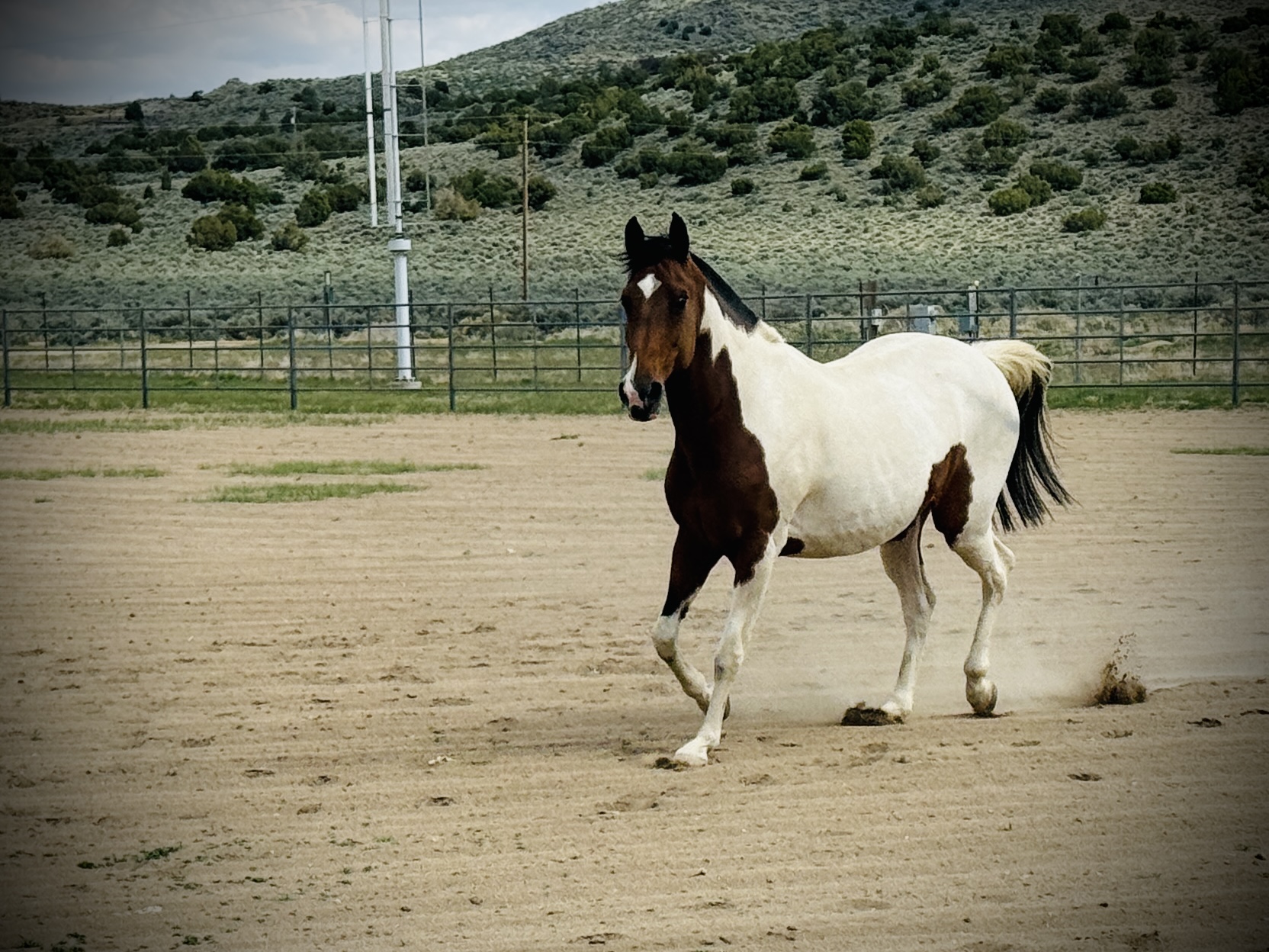 Mathisen Equine Transport LLC - Image 15