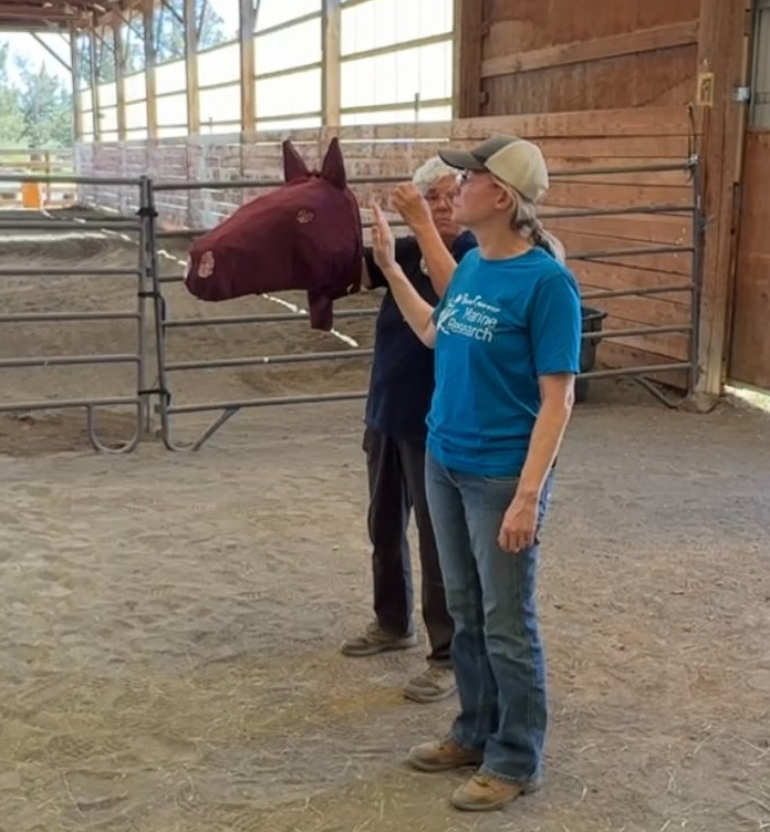 Being Herd: 6-Week Progressive Workshop Program