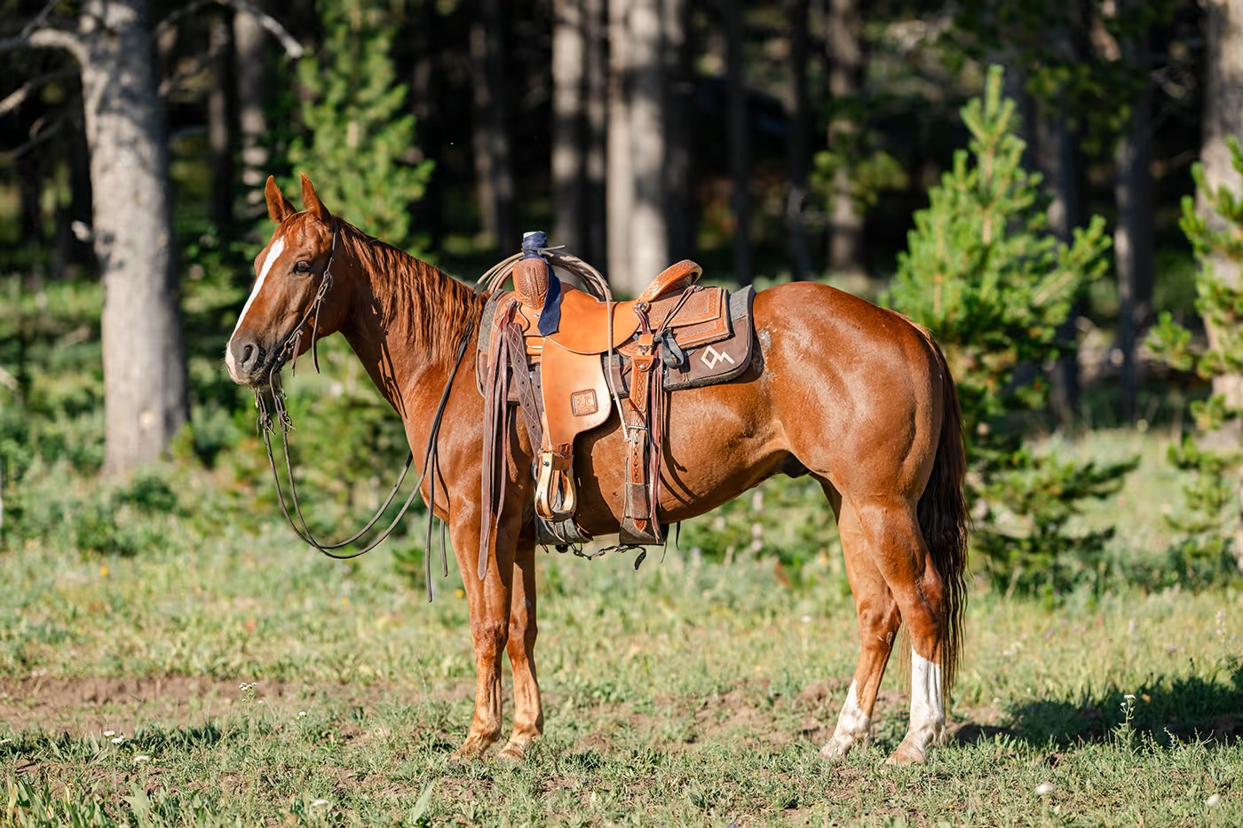 Peptos Brooks Bar DM