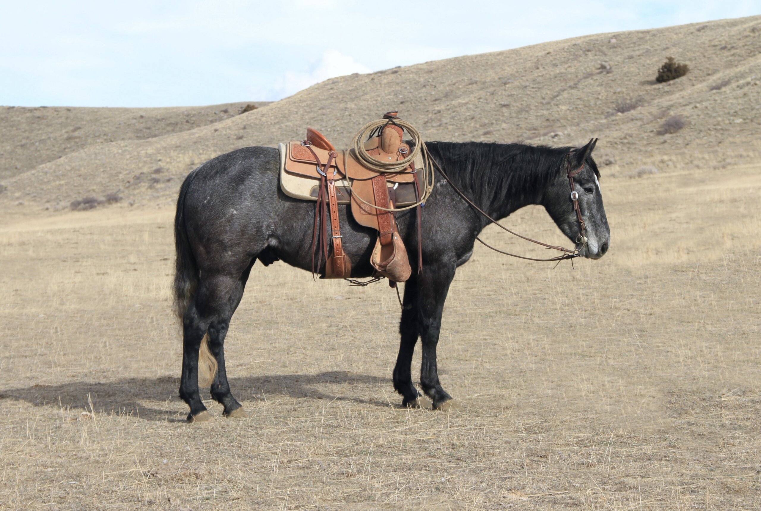 Shady Lena Valentine