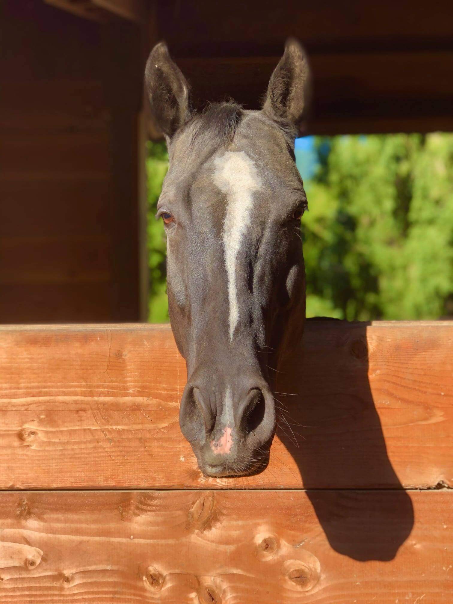 Blue Gate Farm - Image 10