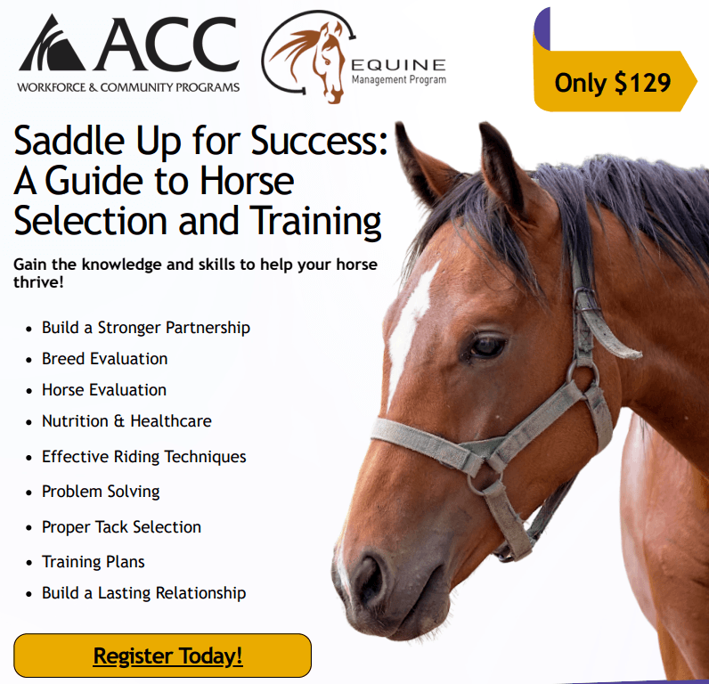 Saddle Up for Success: A Guide to Horse Selection and Training
