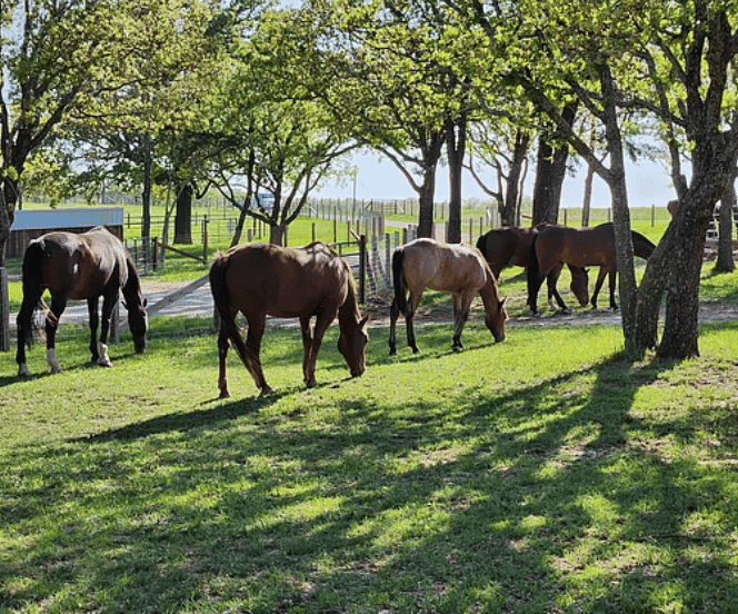 The Stables at Bent Tree Ridge - Image 7